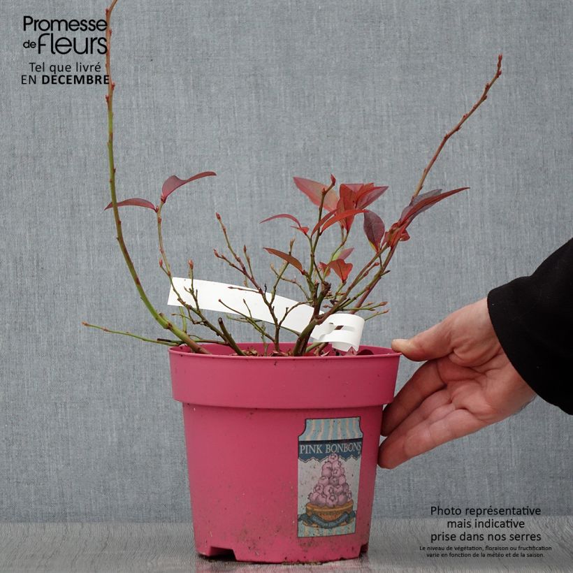 Exemplaar van Blauwe bes Pink Bonbons Pot van 2 l/3 l zoals geleverd in de herfst