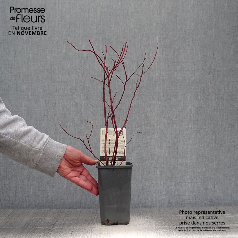 Exemplaar van Blauwe bes Reka Pot van 1,5 l/2 l, Struik zoals geleverd in de herfst