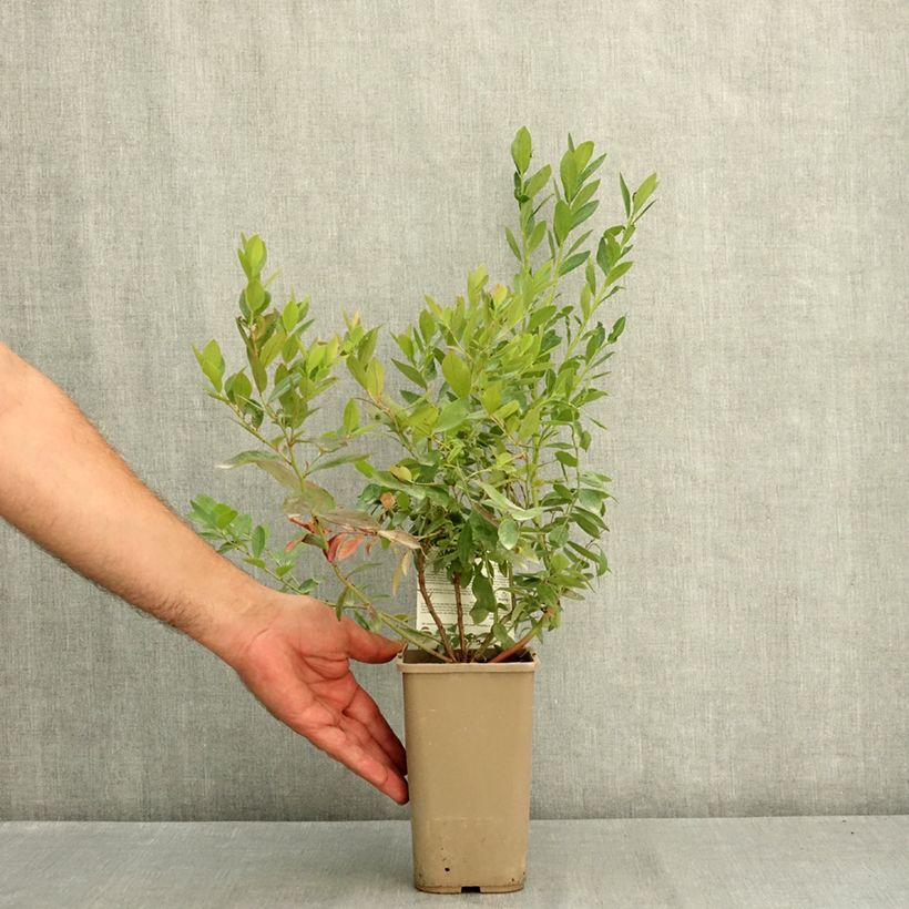 Exemplaar van Blauwe bes Sunshine Blue Pot van 2 l/3 l, Struik zoals geleverd in de zomer