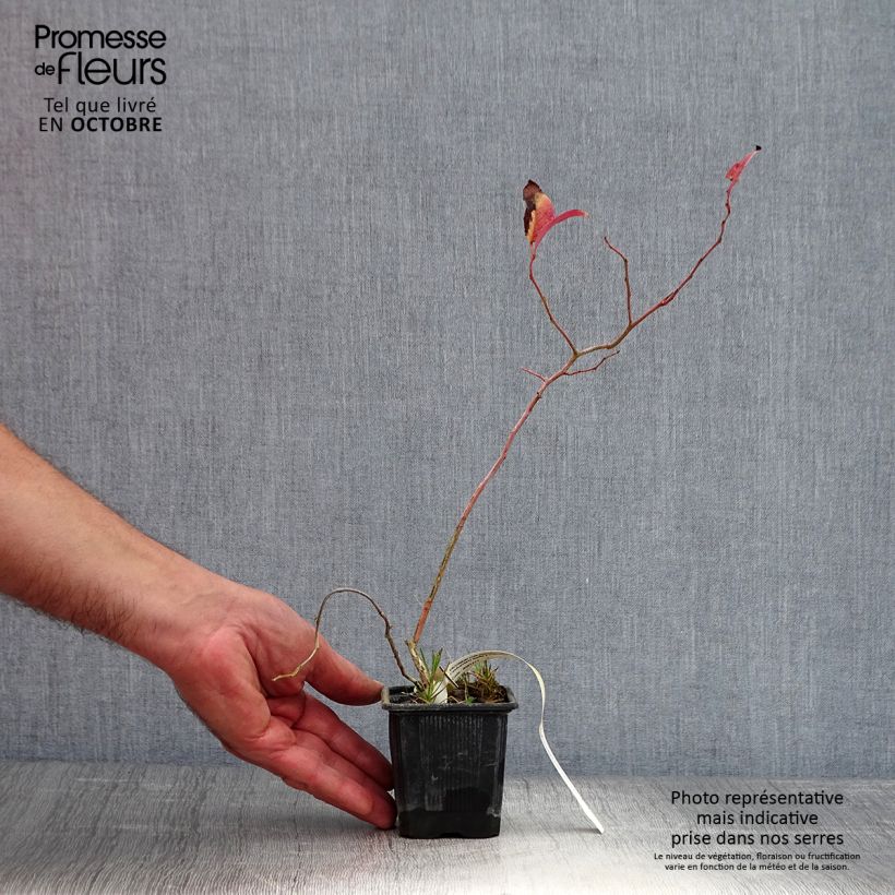 Exemplaar van Myrtillier Yello!Berryblue - Vaccinium corymbosum Godet de 8/9 cm, Buisson zoals geleverd in de herfst