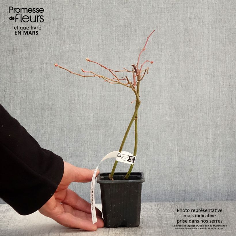 Exemplaar van Blauwe bes Andval1601 Yello!Berryblue® Kweekpotje van 8/9 cm, Struik zoals geleverd in de lente