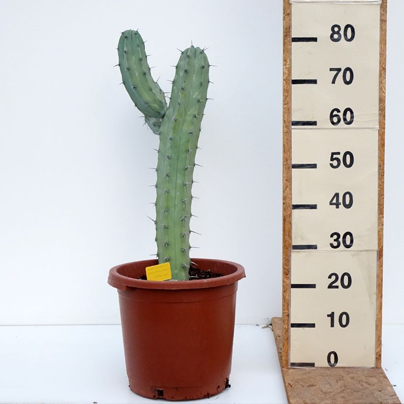 Exemplaar van Myrtillocactus geometrizans - Blauwe kaars Pot van 12 l/15 l zoals geleverd in de herfst