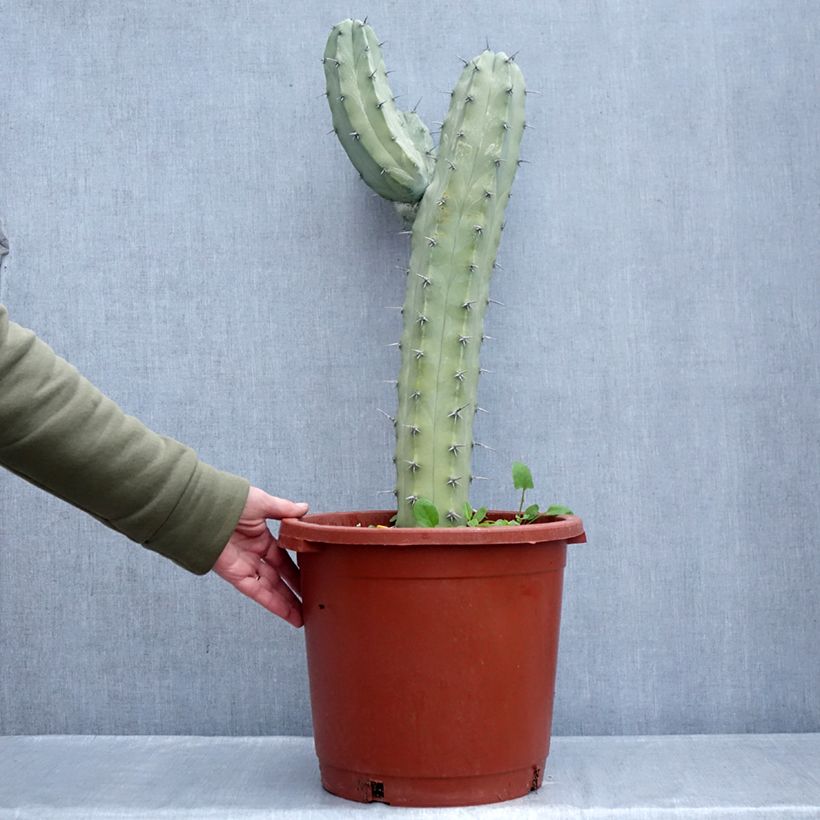 Exemplaar van Myrtillocactus geometrizans - Blauwe kaars Pot van 12 l/15 l zoals geleverd in de winter