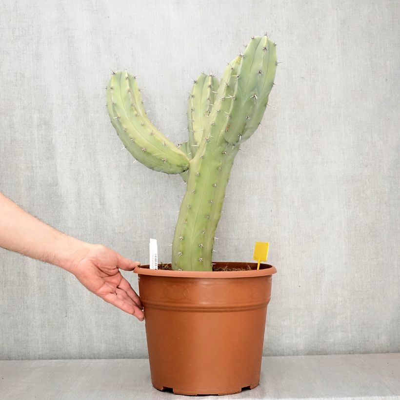 Exemplaar van Myrtillocactus geometrizans - Blauwe kaars Pot van 12 l/15 l zoals geleverd in de lente