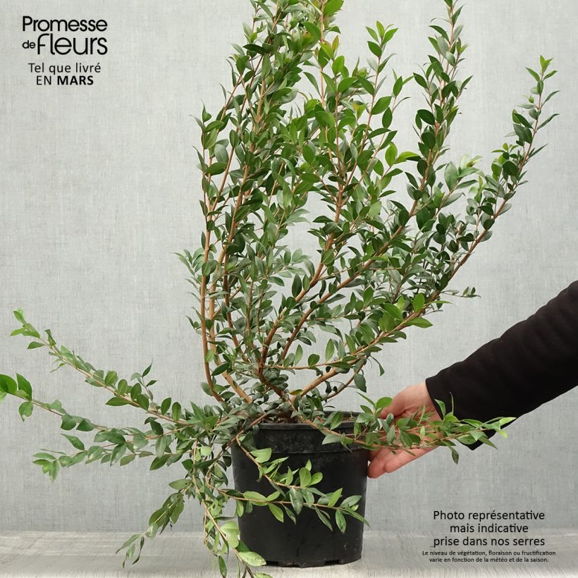 Example of Myrtus communis - Mirte Pot van 7,5 l/10 l as you get in printemps