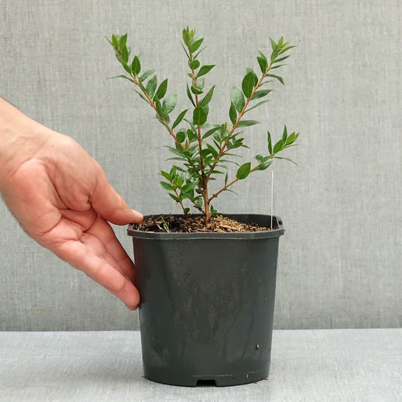 Exemplaar van Myrtus communis - Mirte Pot van 2 l/3 l zoals geleverd in de zomer