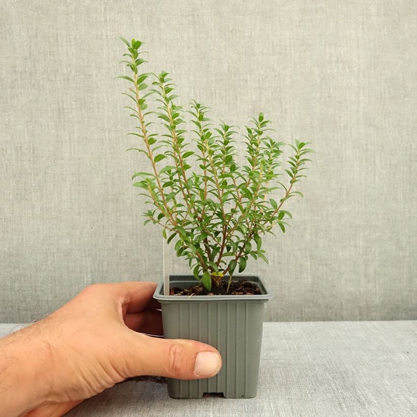 Exemplaar van Myrtus communis Tarentina - Mirte Kweekpotje van 8/9 cm zoals geleverd in de zomer