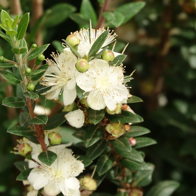 Myrtus communis Tarentina - Mirte (Bloei)