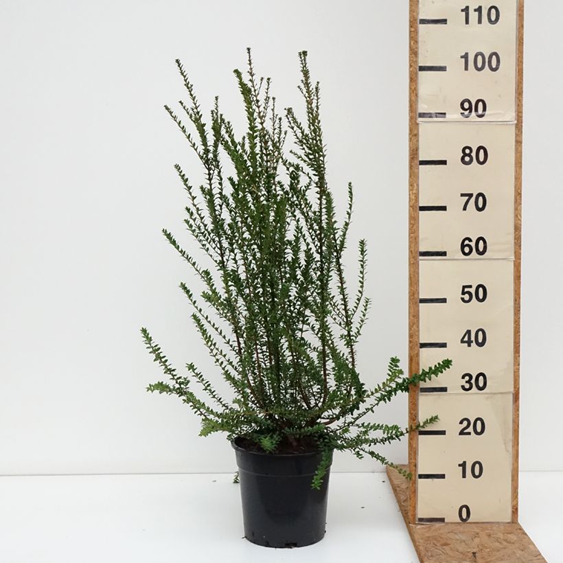 Exemplaar van Myrtus communis Tarentina - Mirte Pot van 7,5 l/10 l zoals geleverd in de herfst