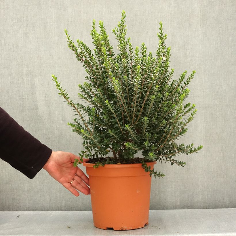 Exemplaar van Myrtus communis Tarentina - Mirte Pot van 7,5 l/10 l zoals geleverd in de lente