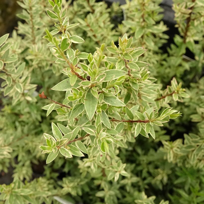Myrtus communis Variegata - Bonte mirte (Blad)