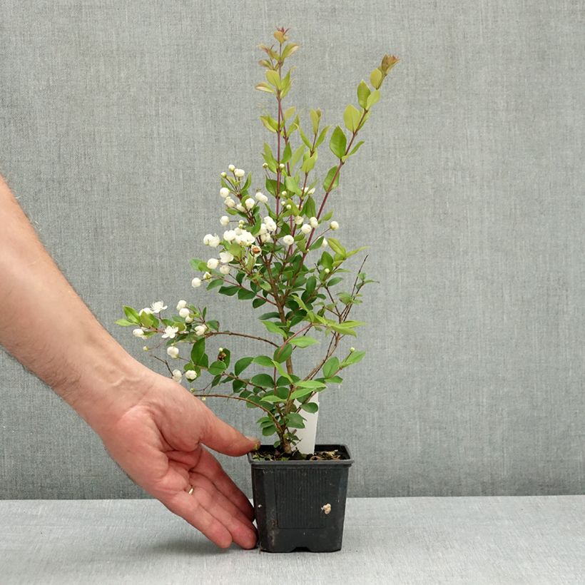 Exemplaar van Myrtus luma - Chileense mirte Kweekpotje van 8/9 cm zoals geleverd in de lente