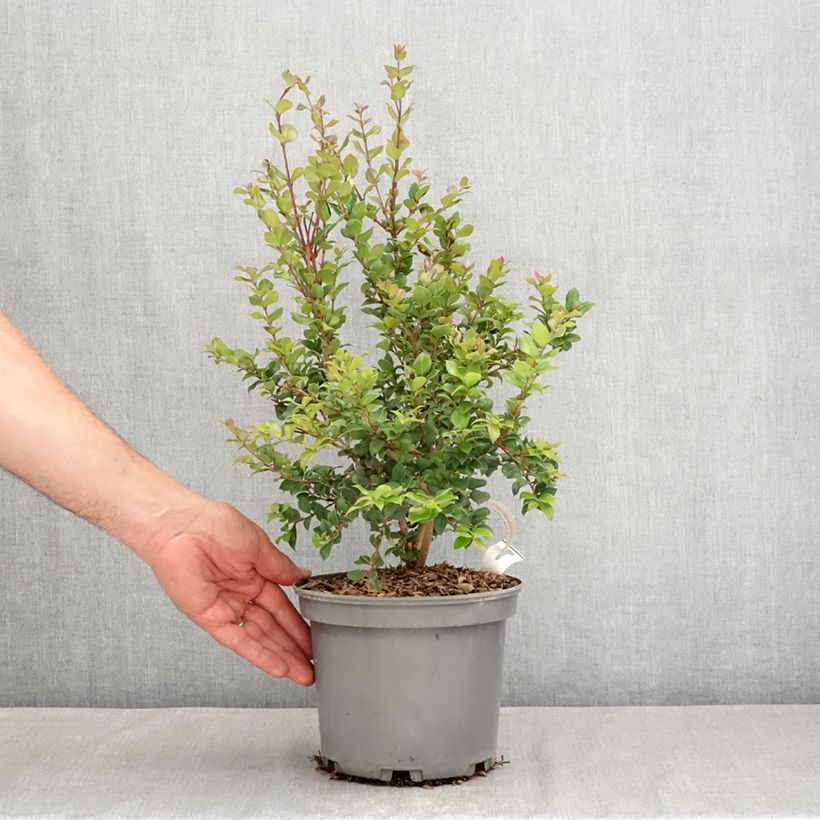 Exemplaar van Myrtus luma - Chileense mirte Pot van 3 l/4 l zoals geleverd in de zomer