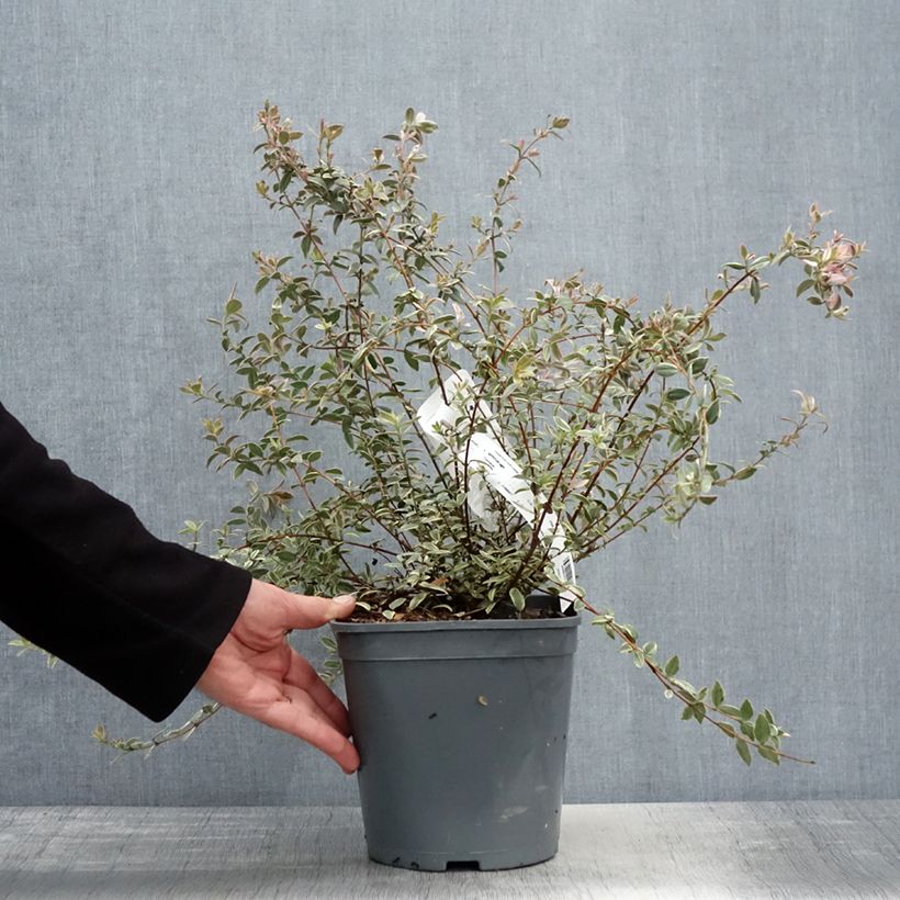 Exemplaar van Myrtus ugni Flambeau - Chileense guave Pot van 3 l/4 l zoals geleverd in de lente