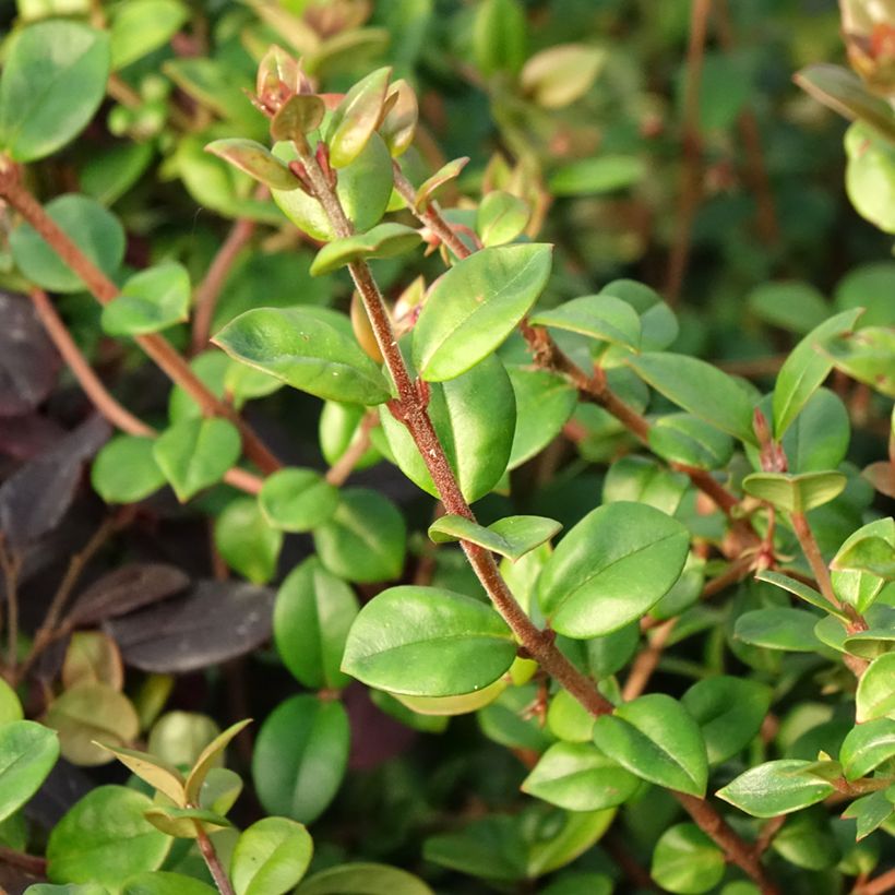 Myrtus ugni Elite - Chileense guave (Blad)