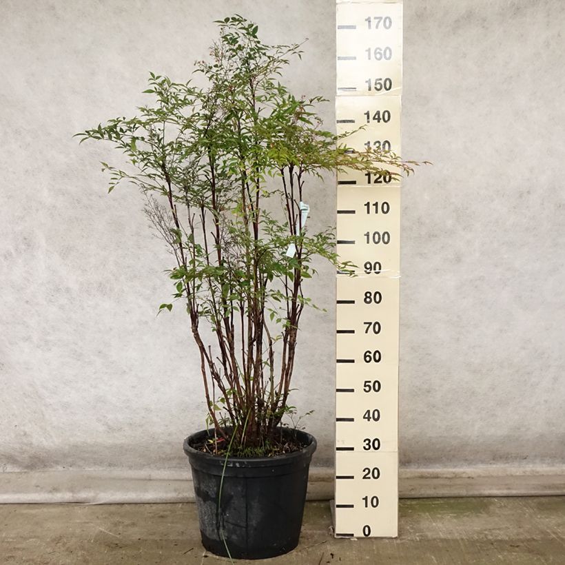 Exemplaar van Nandina domestica - Hemelse bamboe Pot van 18 l/20 l zoals geleverd in de herfst