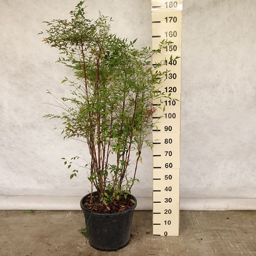 Exemplaar van Nandina domestica - Hemelse bamboe Pot van 18 l/20 l zoals geleverd in de zomer