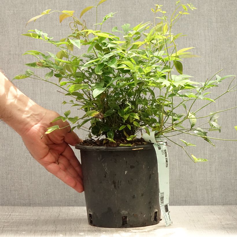 Exemplaar van Nandina domestica - Hemelse bamboe Pot van 2 l/3 l zoals geleverd in de zomer