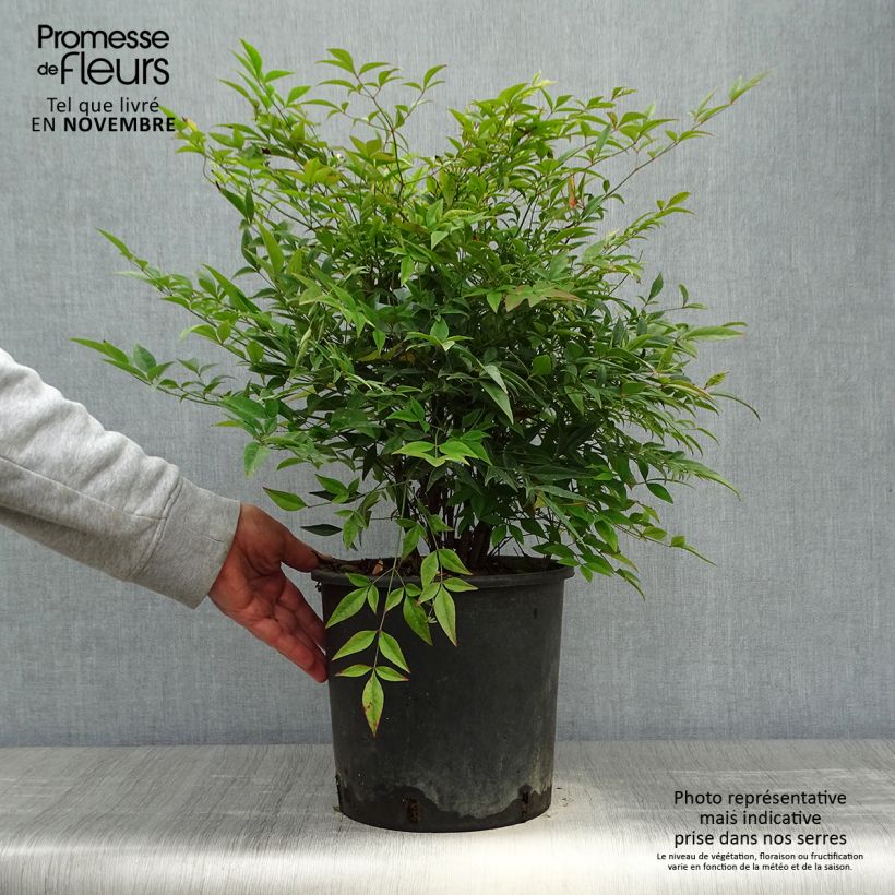 Exemplaar van Nandina domestica - Hemelse bamboe Pot van 7,5 l/10 l zoals geleverd in de herfst