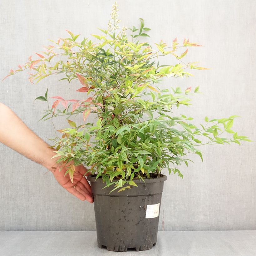 Exemplaar van Nandina domestica - Hemelse bamboe Pot van 7,5 l/10 l zoals geleverd in de zomer