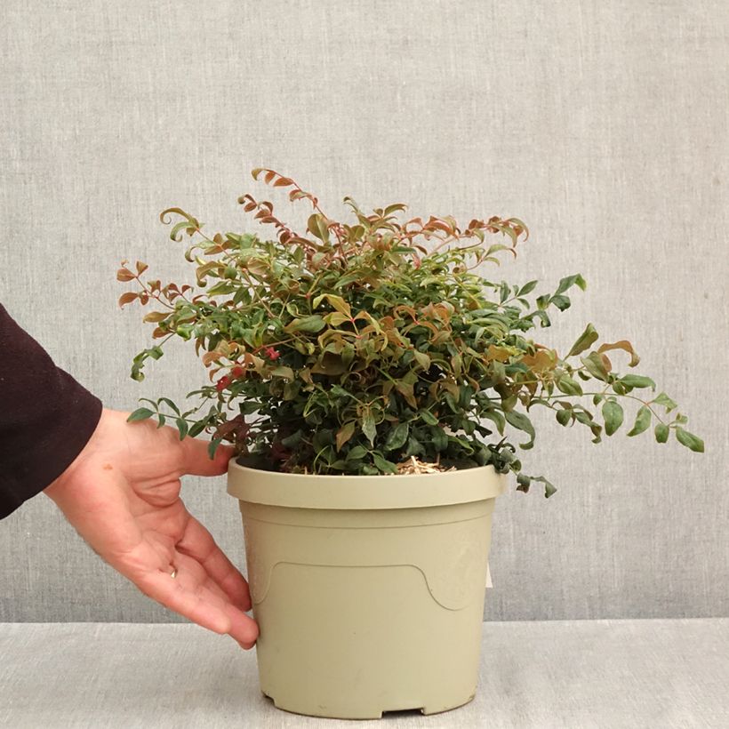 Exemplaar van Nandina domestica Curly Obsessed - Hemelse bamboe Pot van 3 l/4 l zoals geleverd in de herfst