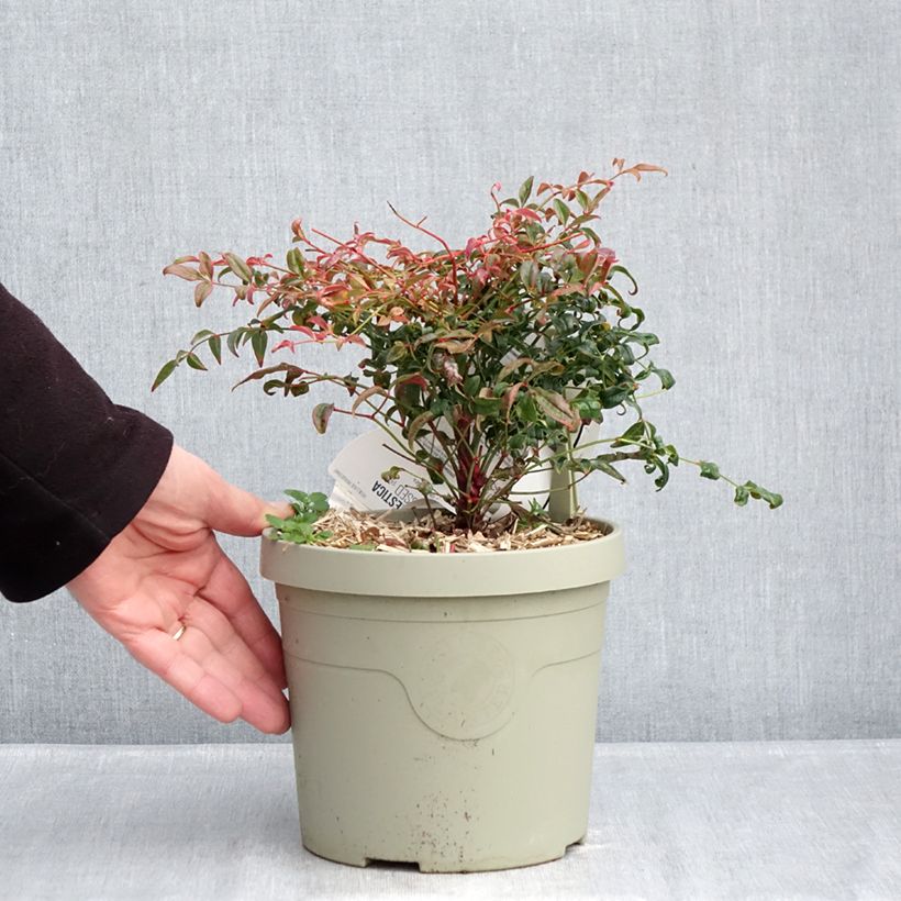 Exemplaar van Nandina domestica Curly Obsessed - Hemelse bamboe Pot van 3 l/4 l zoals geleverd in de winter