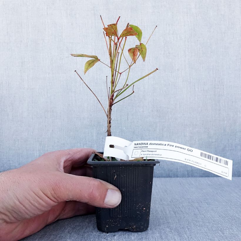 Exemplaar van Nandina domestica Fire Power - Hemelse bamboe Kweekpotje van 8/9 cm zoals geleverd in de lente