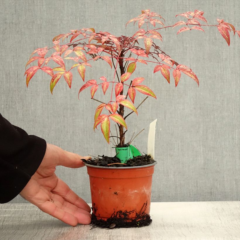 Exemplaar van Nandina domestica Flirt - Hemelse bamboe Kweekpotje van 8/9 cm zoals geleverd in de herfst