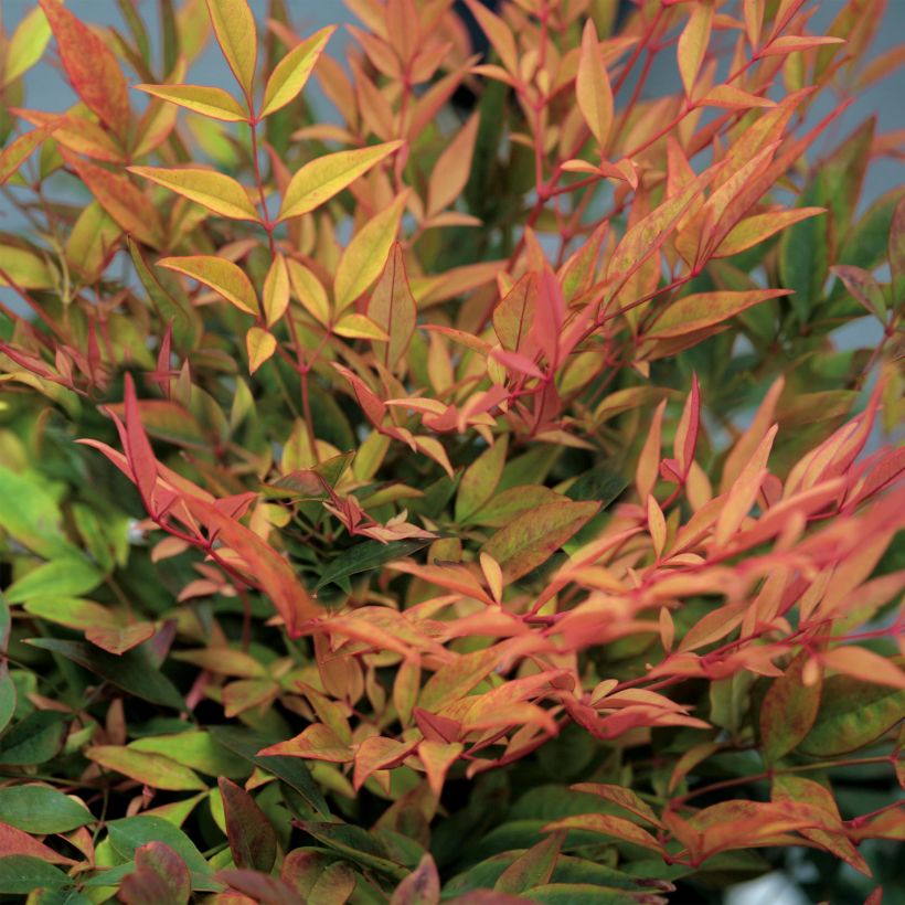 Nandina domestica Gulf Stream - Hemelse bamboe (Blad)
