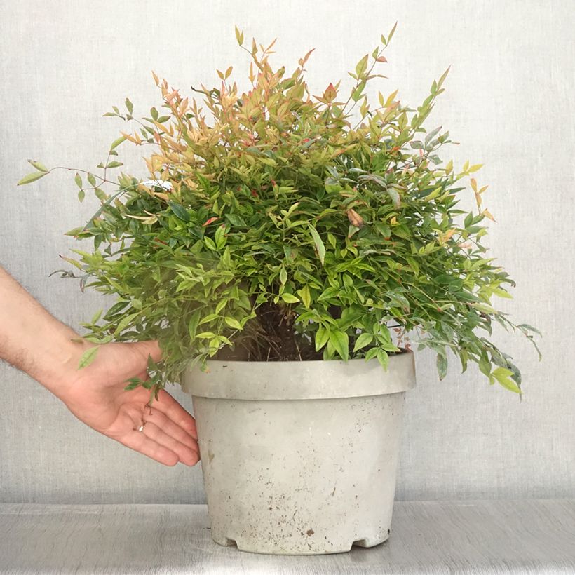 Exemplaar van Nandina domestica Gulf Stream - Hemelse bamboe Pot van 7,5 l/10 l zoals geleverd in de herfst