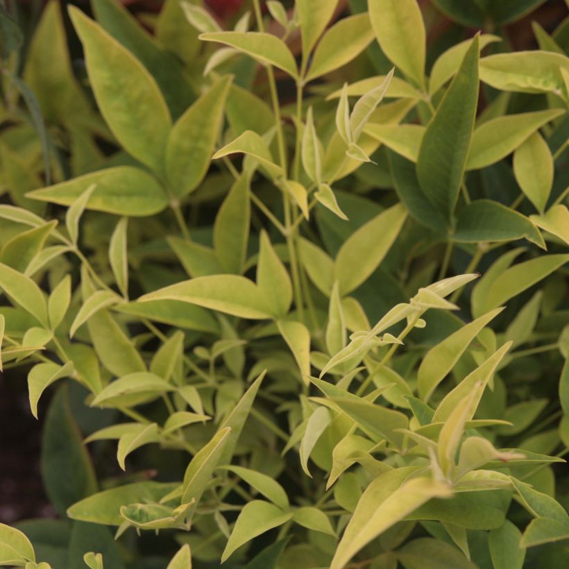 Nandina domestica Lemon Lime - Hemelse bamboe (Blad)