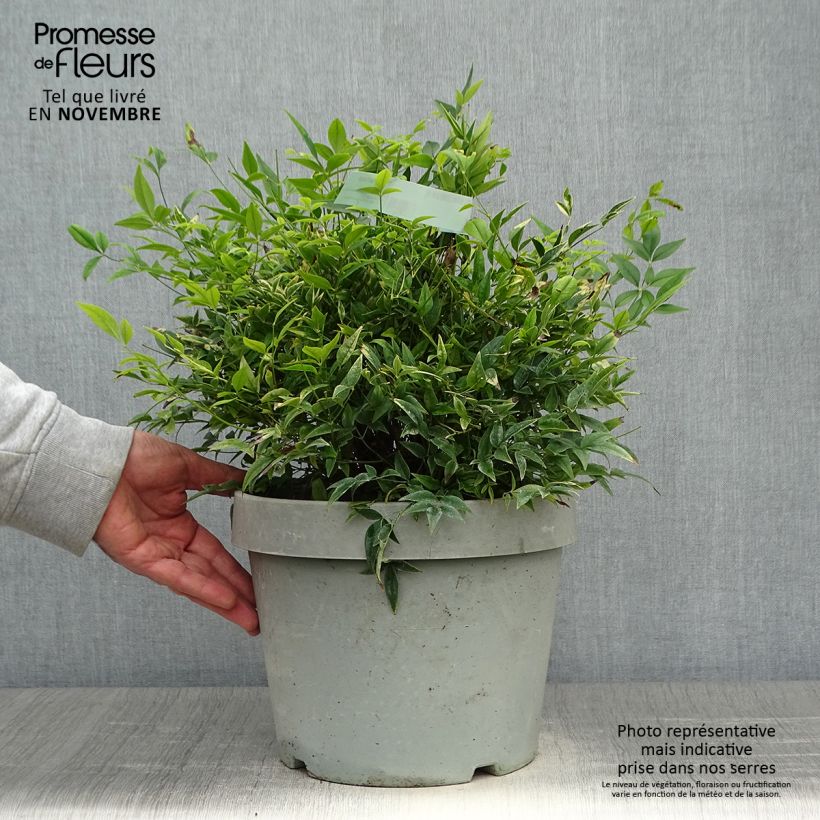Exemplaar van Nandina domestica Lemon Lime - Hemelse bamboe Pot van 7,5 l/10 l zoals geleverd in de herfst