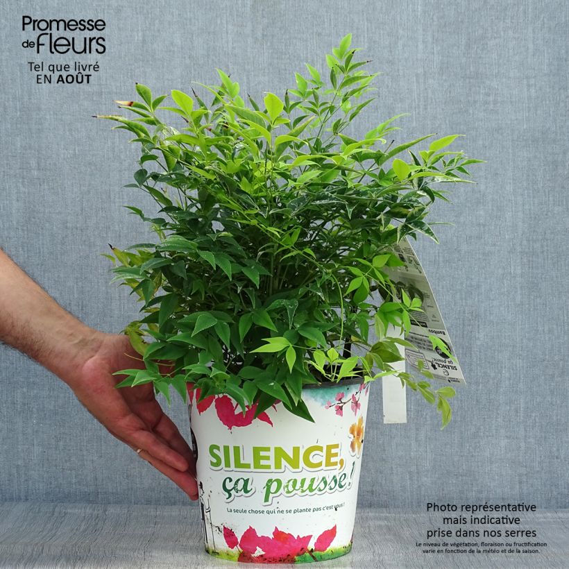 Exemplaar van Nandina domestica Lemon Lime - Hemelse bamboe Pot van 4 l/5 l zoals geleverd in de zomer