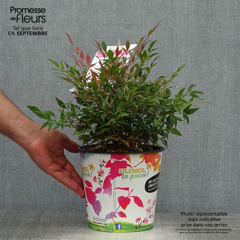 Exemplaar van Nandina domestica Red Light - Hemelse bamboe Pot van 3 l/4 l zoals geleverd in de herfst