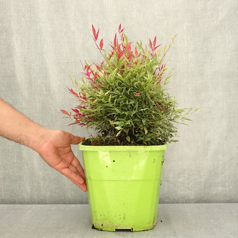 Exemplaar van Nandina domestica Red Light - Hemelse bamboe Pot van 7,5 l/10 l zoals geleverd in de zomer