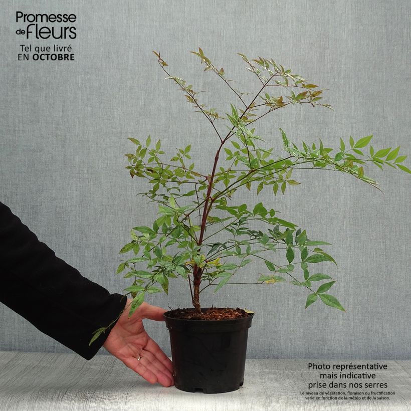 Exemplaar van Nandina domestica Richmond - Hemelse bamboe Pot van 2 l/3 l zoals geleverd in de herfst
