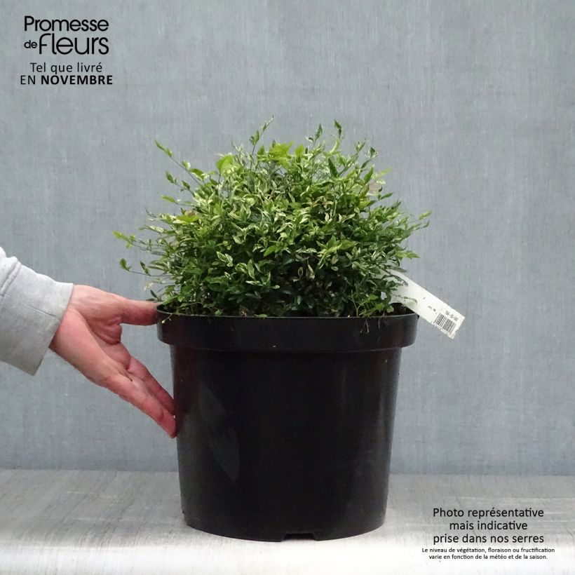 Exemplaar van Nandina domestica Twilight - Hemelse bamboe Pot van 7,5 l/10 l zoals geleverd in de herfst