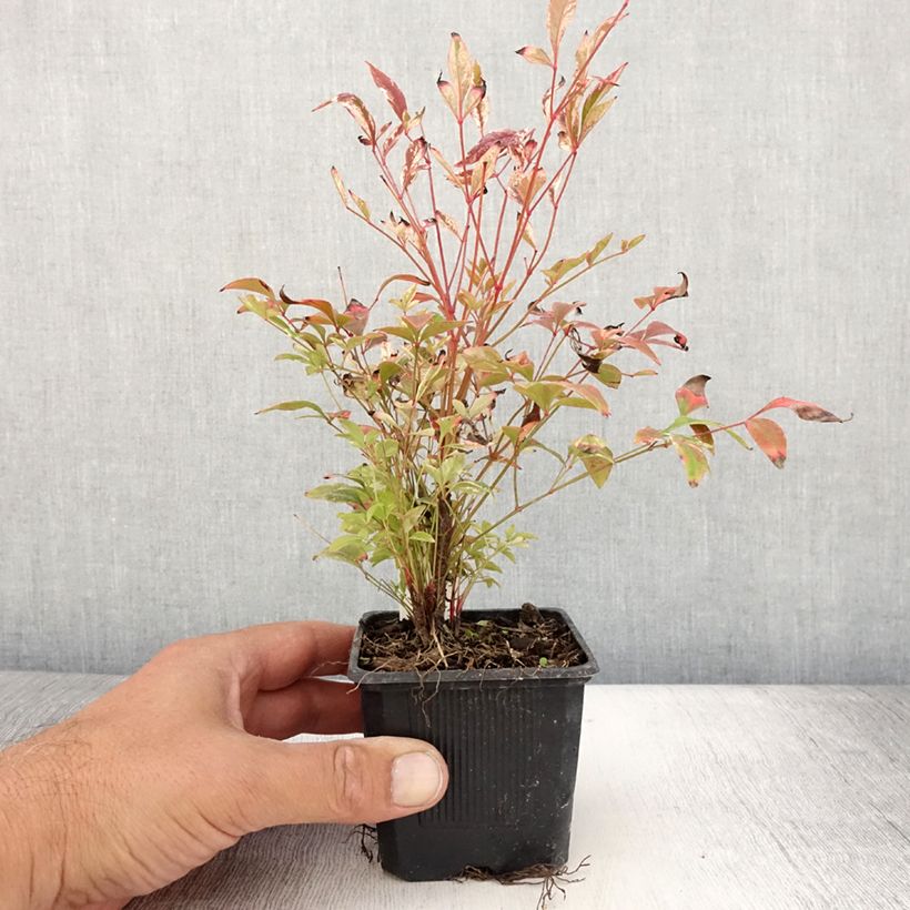 Exemplaar van Nandina domestica Twilight - Hemelse bamboe Kweekpotje van 8/9 cm zoals geleverd in de zomer