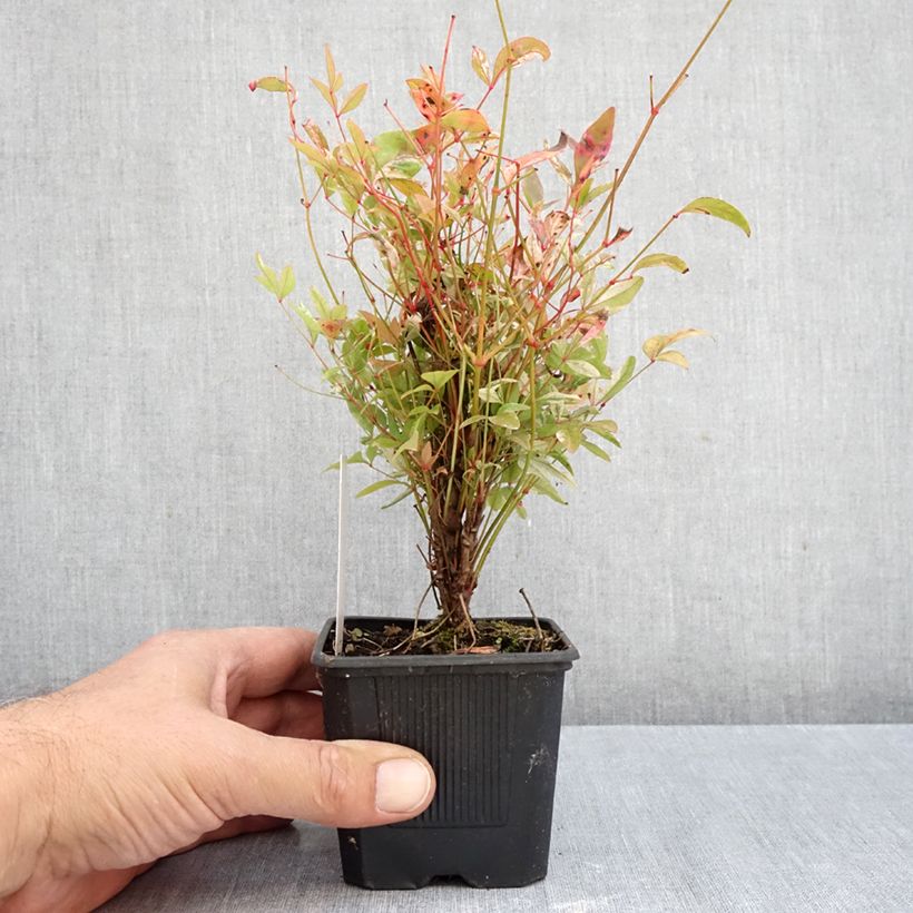 Exemplaar van Nandina domestica Twilight - Hemelse bamboe Kweekpotje van 8/9 cm zoals geleverd in de herfst