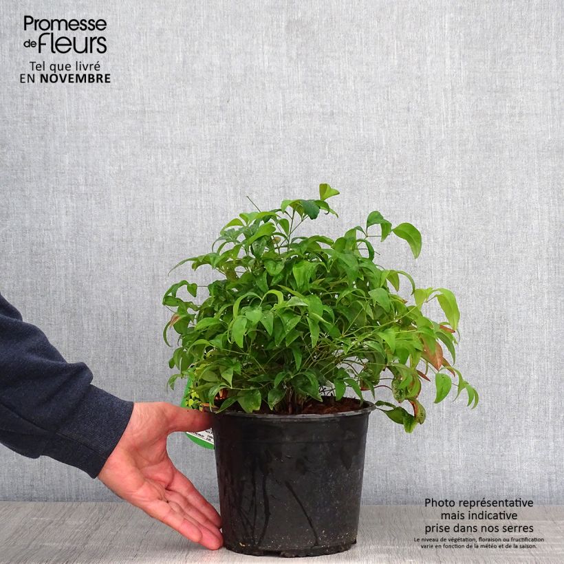 Exemplaar van Nandina domestica Wood's Dwarf - Hemelse bamboe Pot van 2 l/3 l zoals geleverd in de herfst