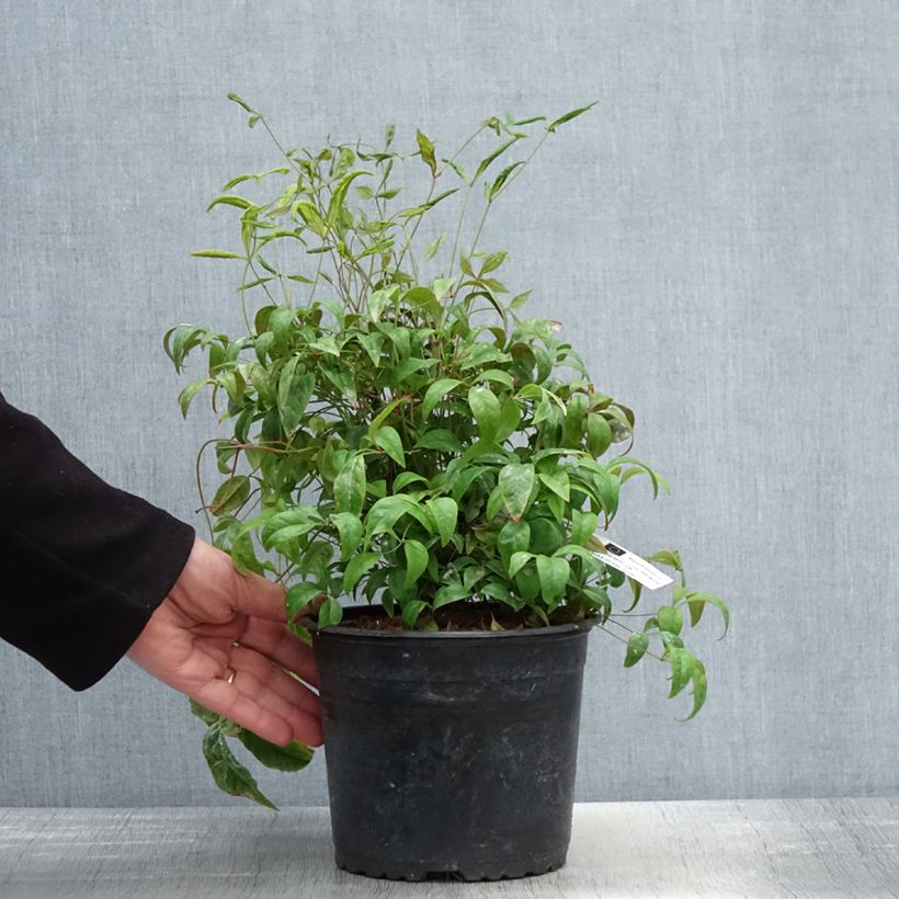 Exemplaar van Nandina domestica Wood's Dwarf - Hemelse bamboe Pot van 2 l/3 l zoals geleverd in de lente