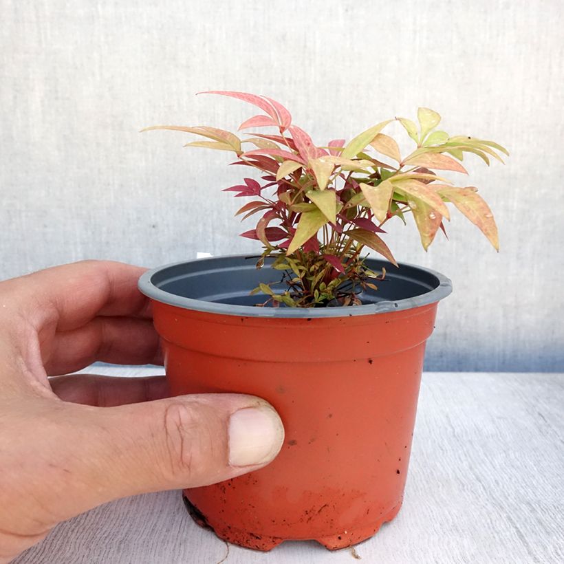 Exemplaar van Nandina domestica Obsessed Seika - Hemelse bamboe Kweekpotje van 8/9 cm zoals geleverd in de zomer