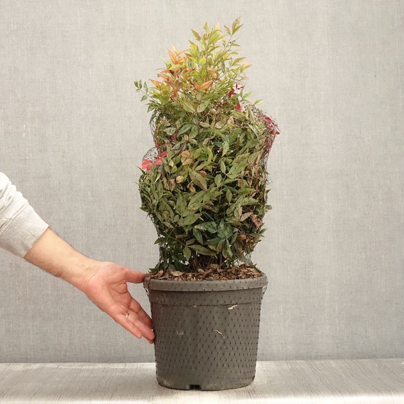 Exemplaar van Nandina domestica Obsessed Seika - Hemelse bamboe Pot van 7,5 l/10 l zoals geleverd in de herfst