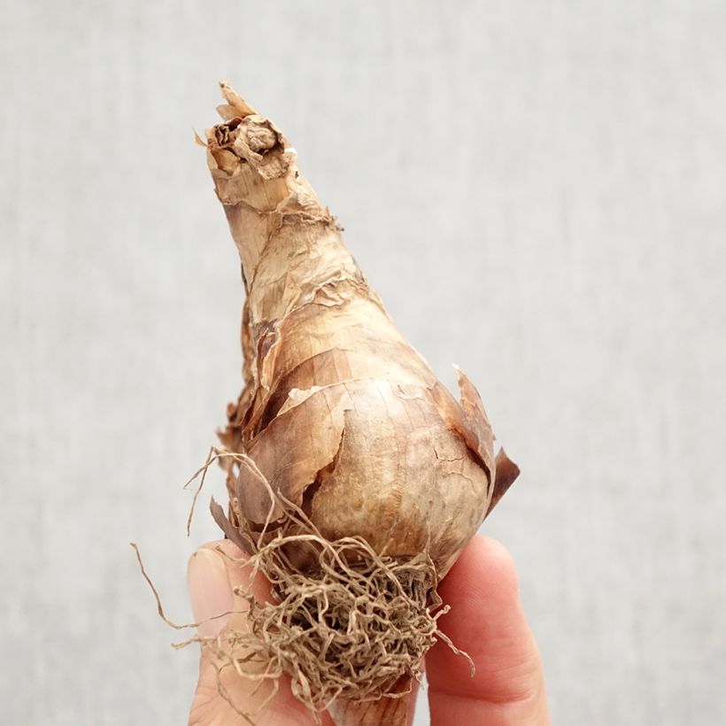 Exemplaar van Narcissus Apple Pie - Narcis Bol kaliber 12+ zoals geleverd in de herfst