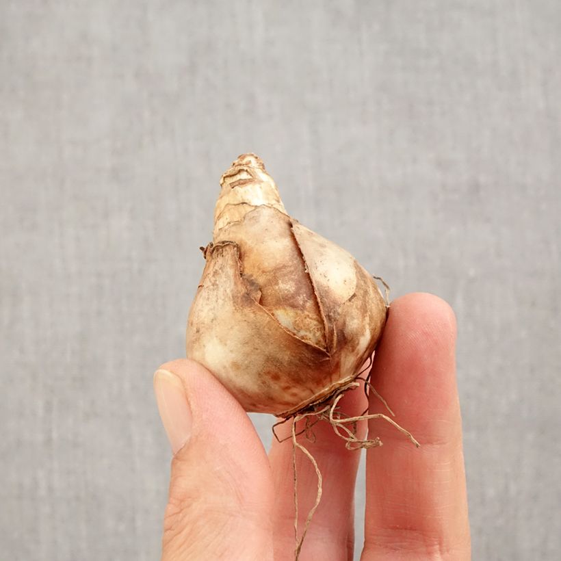 Exemplaar van Narcissus Audubon - Spleetkronige narcis Bol kaliber 14+ zoals geleverd in de herfst