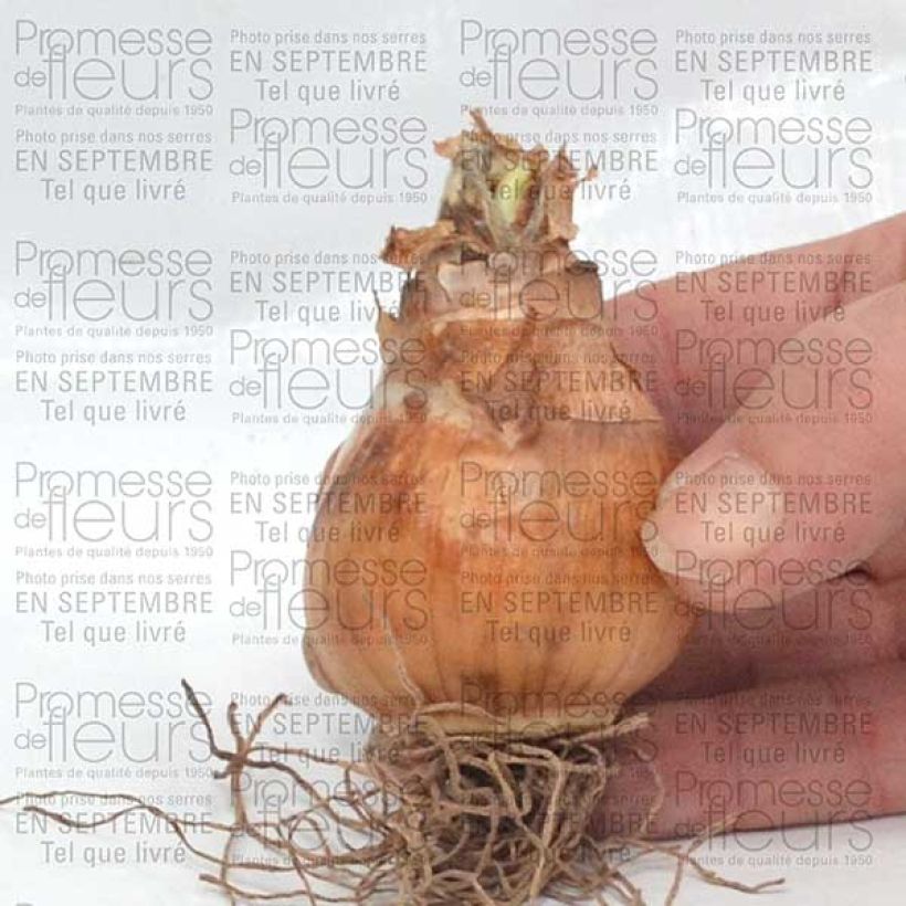 Voorbeeld van een exemplaar van Narcisse Avalon Bulbe calibre 12+ zoals geleverd