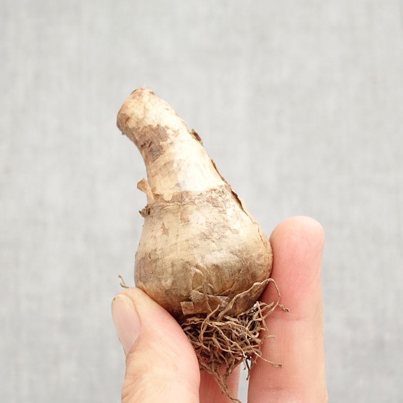 Exemplaar van Narcissus Avalon - Spleetkronige narcis Bol kaliber 12+ zoals geleverd in de herfst