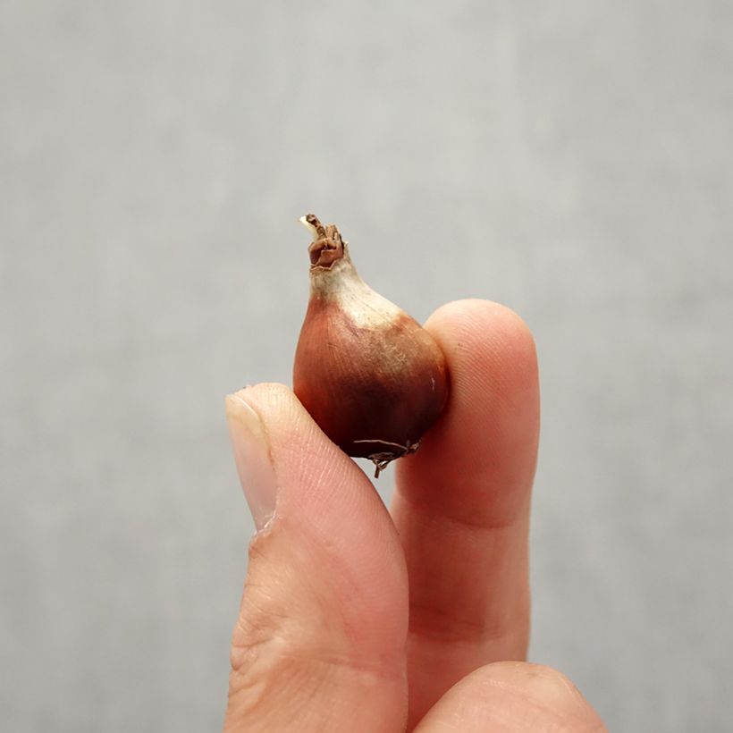 Exemplaar van Narcissus Baby Moon - Dwergnarcis Bol kaliber 10+ zoals geleverd in de herfst