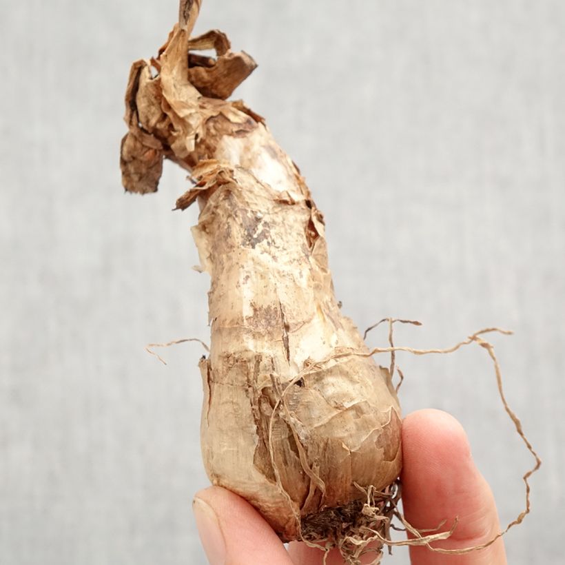 Exemplaar van Narcissus Barrett Browning - Kleinkronige narcis Bol kaliber 12+ zoals geleverd in de herfst