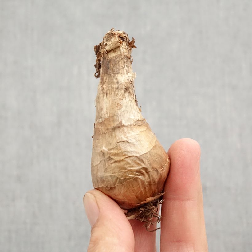 Exemplaar van Narcissus Berlin - Grootkronige narcis Bol kaliber 12+ zoals geleverd in de herfst